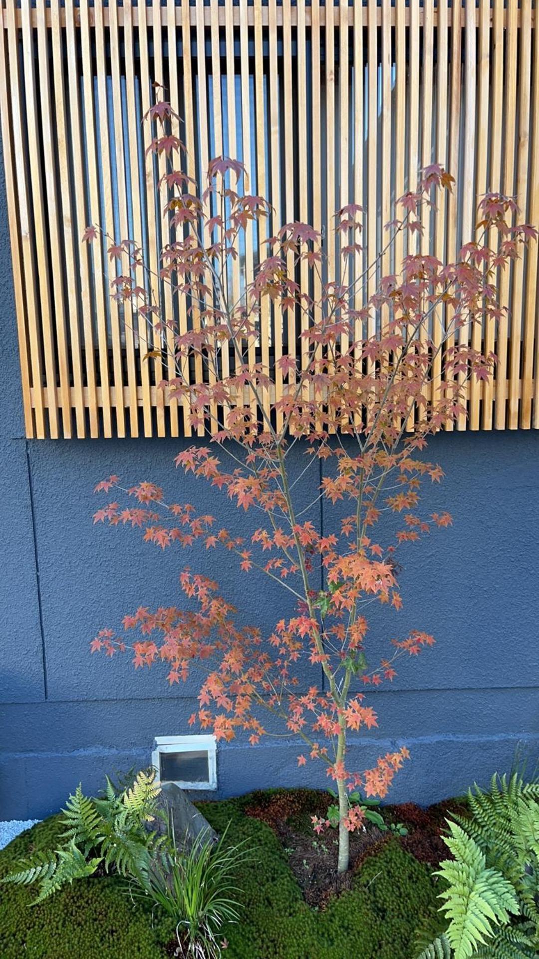 静雅の宿 Kyoto Eksteriør billede